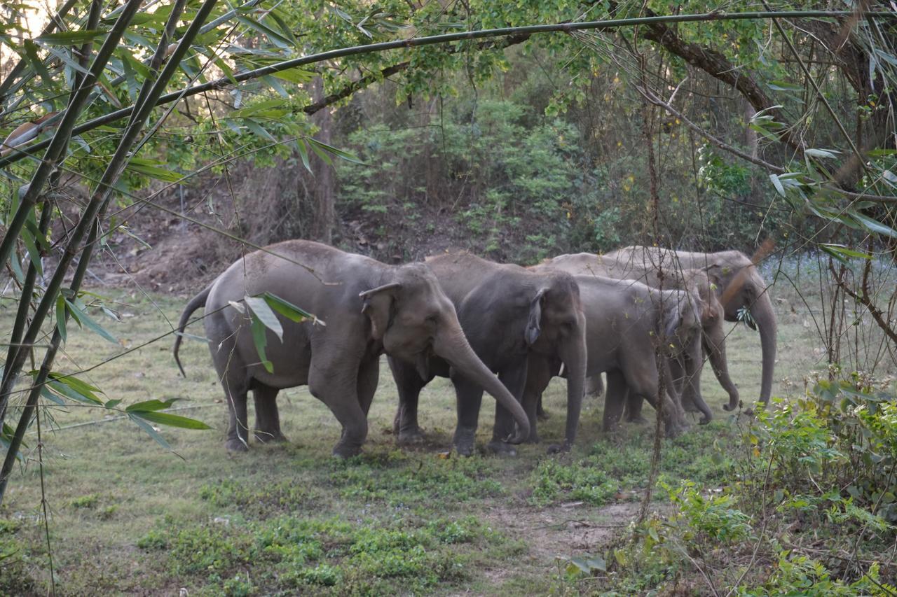 Tiger Tops Tharu Lodge Chitwan Extérieur photo