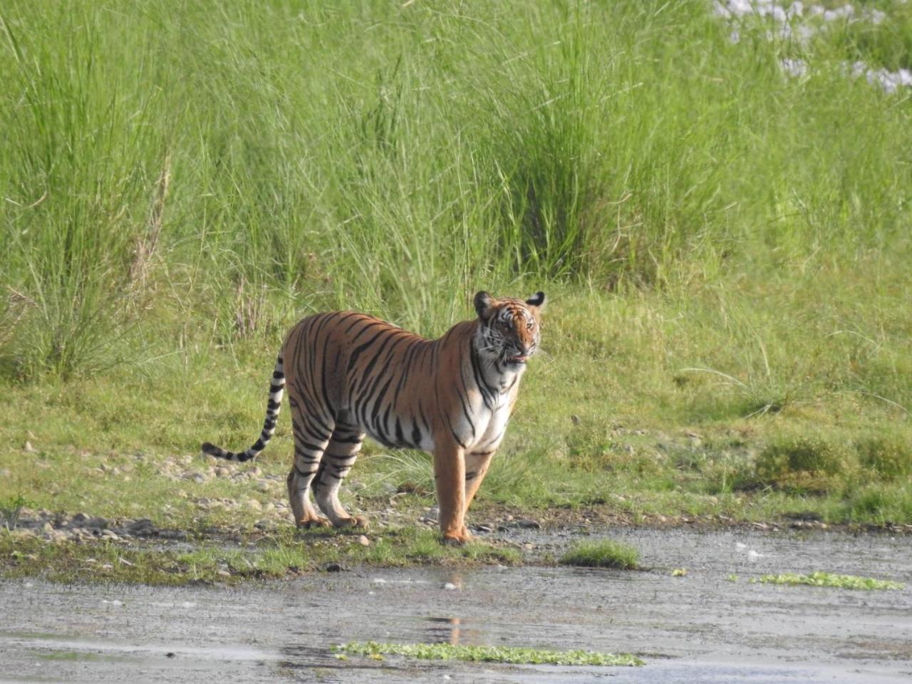 Tiger Tops Tharu Lodge Chitwan Extérieur photo