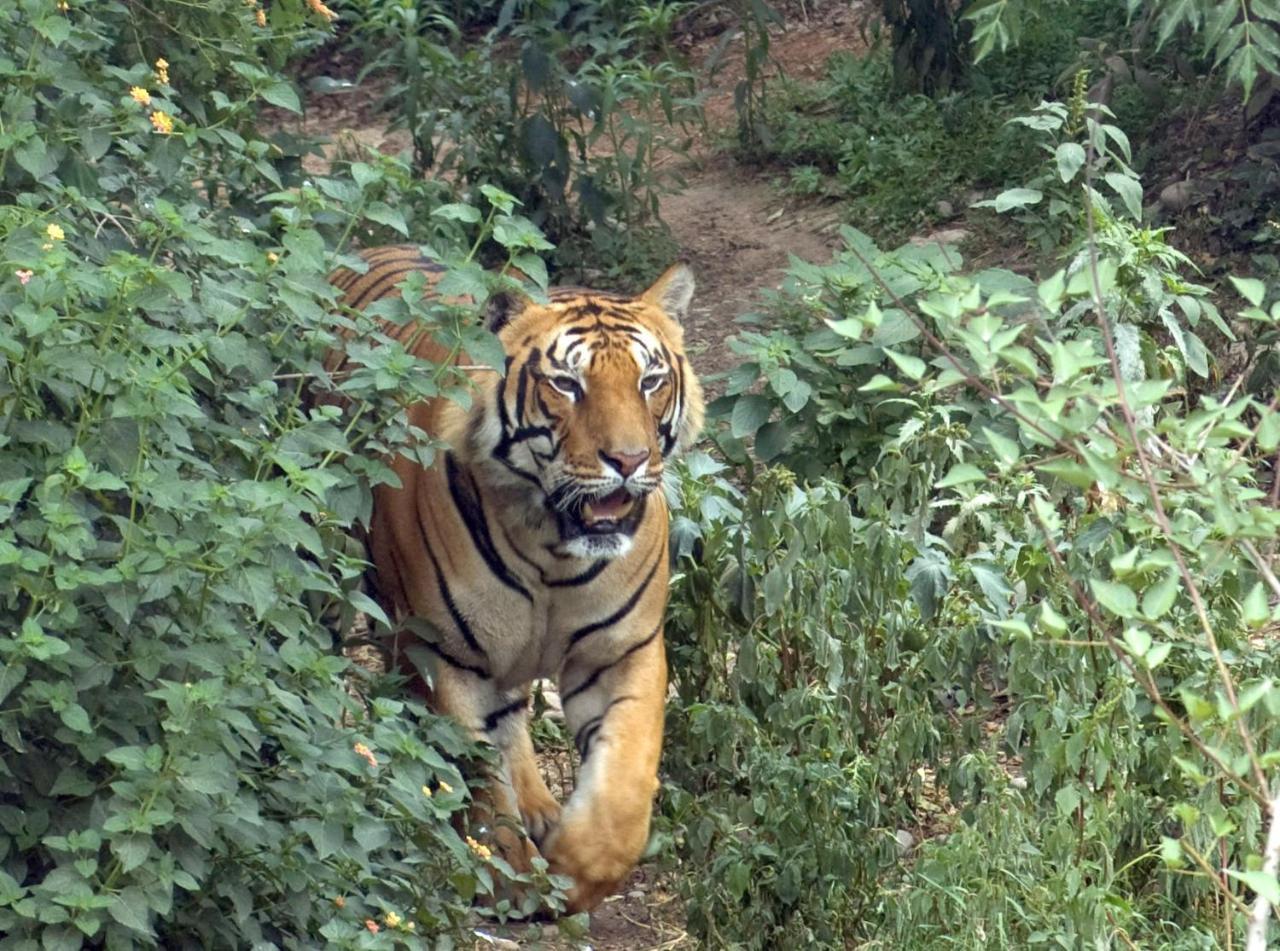 Tiger Tops Tharu Lodge Chitwan Extérieur photo