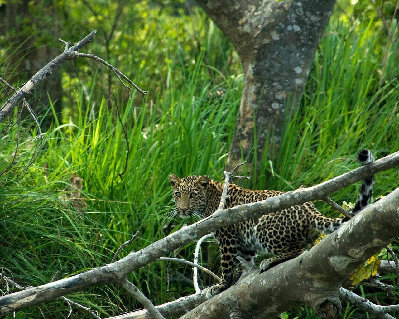 Tiger Tops Tharu Lodge Chitwan Extérieur photo